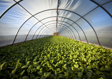 greenhouses in kansas_shop kansas farms